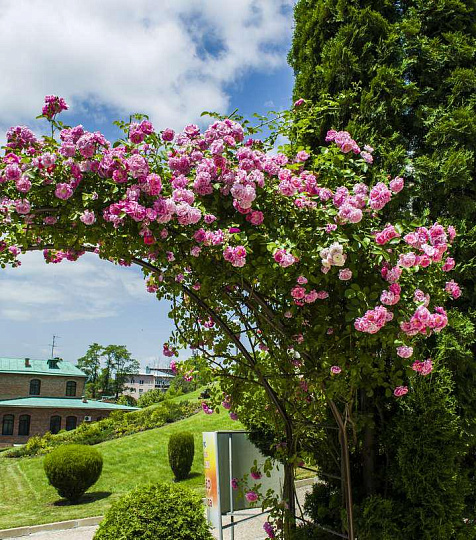 Санаторий «Кругозор» территория Санаторий «Кругозор» территория