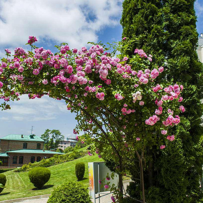 Санаторий «Кругозор» территория Санаторий «Кругозор» территория